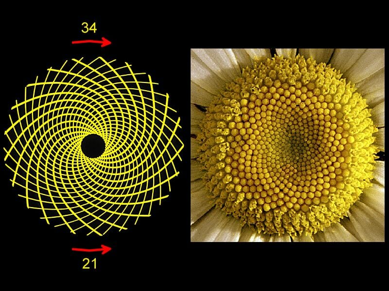 spirale aurea girasole