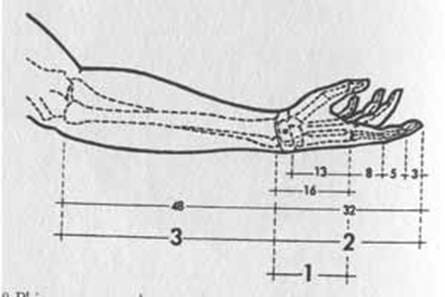 proporzione aurea nel braccio umano